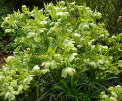 Helleborus foetidus 